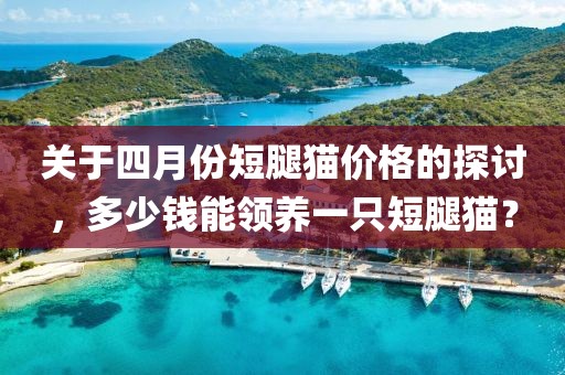 關于四月份短腿貓價格的探討,多少錢能領養(yǎng)一只短腿貓?