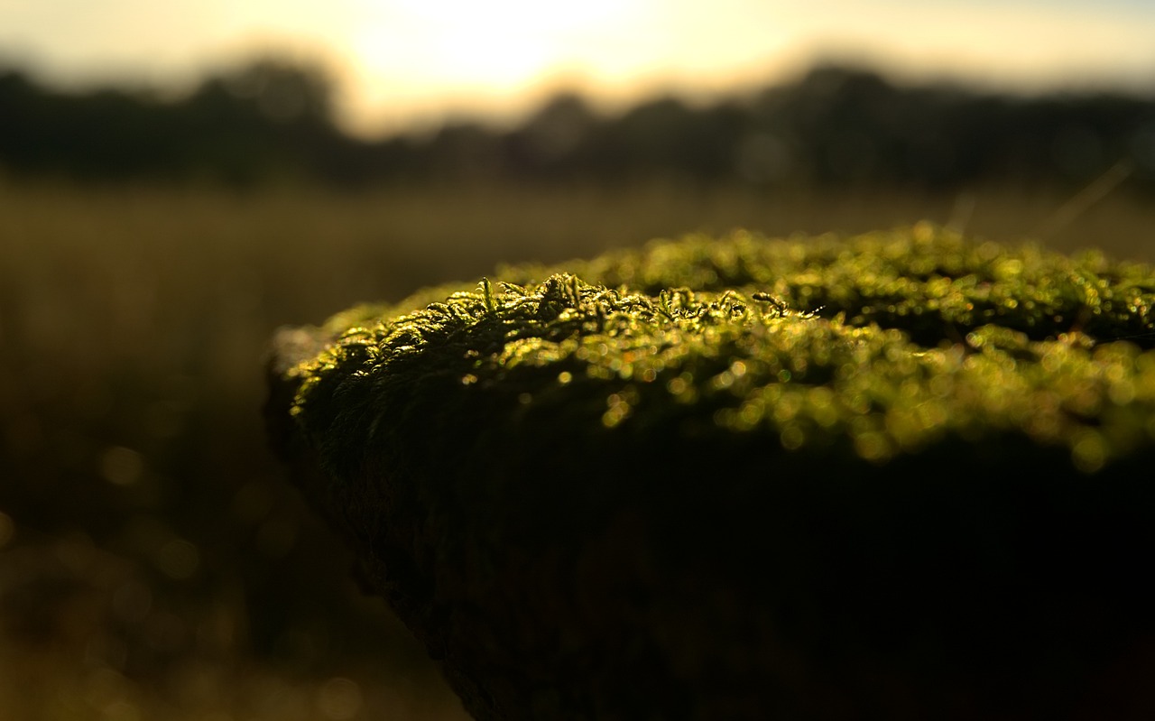 綠葉V最新版探索與應(yīng)用解析