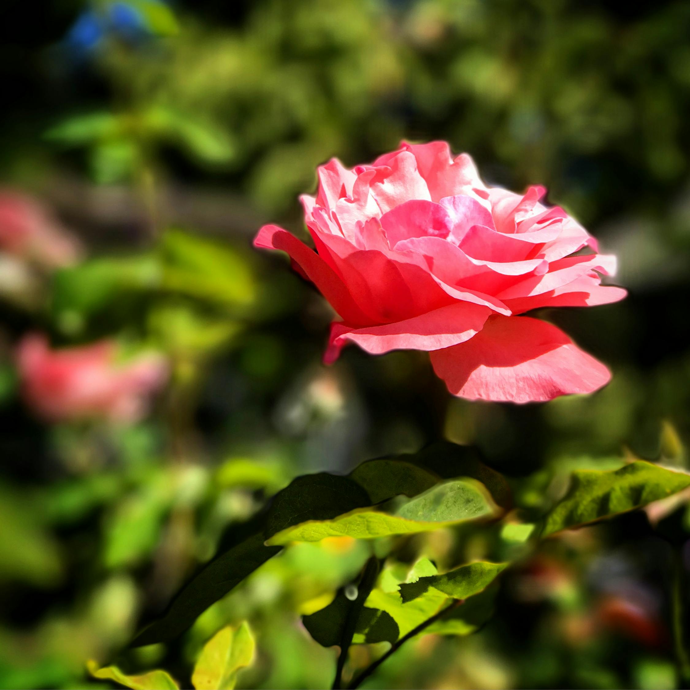 任靜最新動態,樂壇明星繼續閃耀光芒