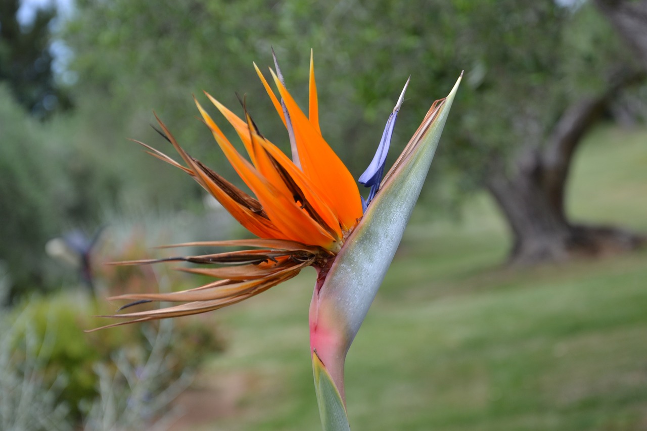 ST青松最新動態(tài)及全面解析