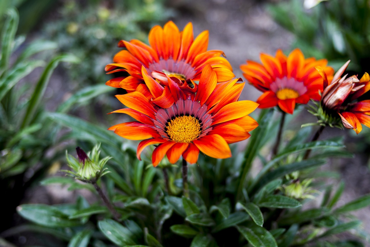 反傳聯盟最新動態全面解析