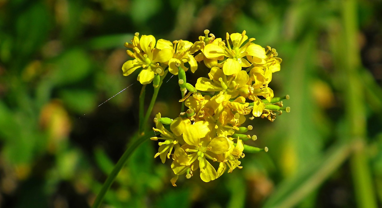 南陽美麗之都最新動態,城市發展的璀璨篇章揭秘