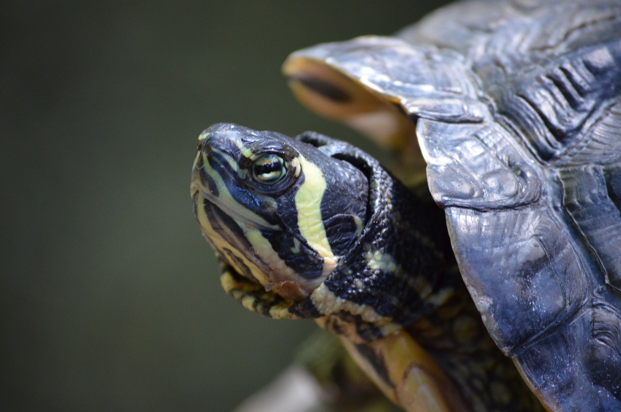 「探索最新報價資訊,6S官網(wǎng)報價動態(tài)一網(wǎng)打盡」