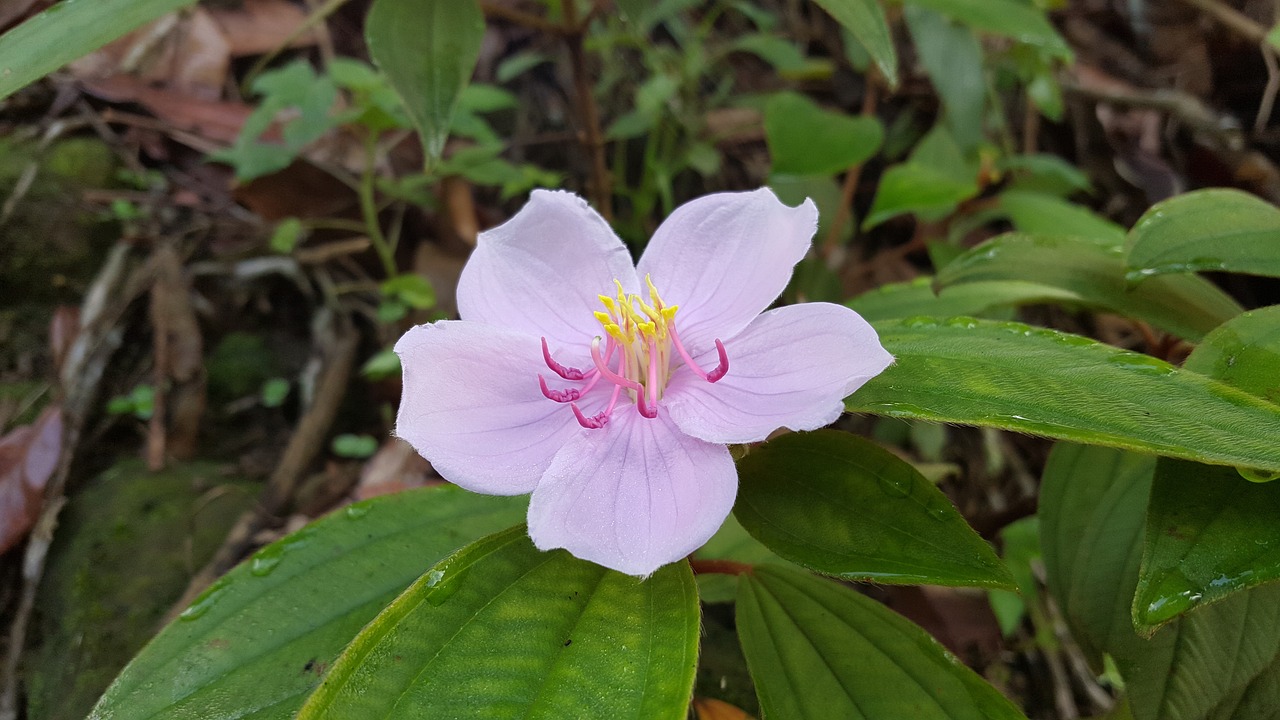 四粒紅花生最新價(jià)格及分析