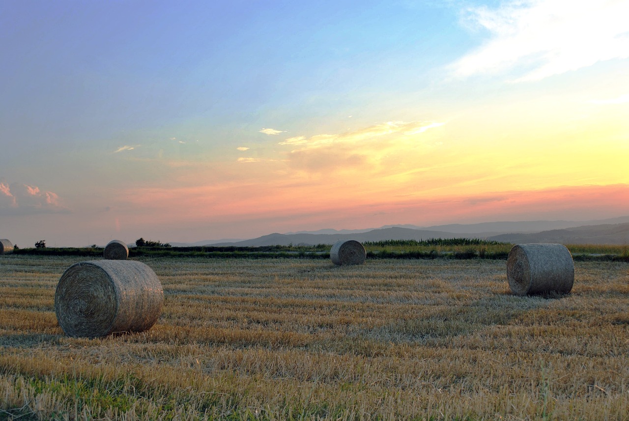 最新94牧,現(xiàn)代畜牧業(yè)的探索與新領(lǐng)域發(fā)展趨勢(shì)