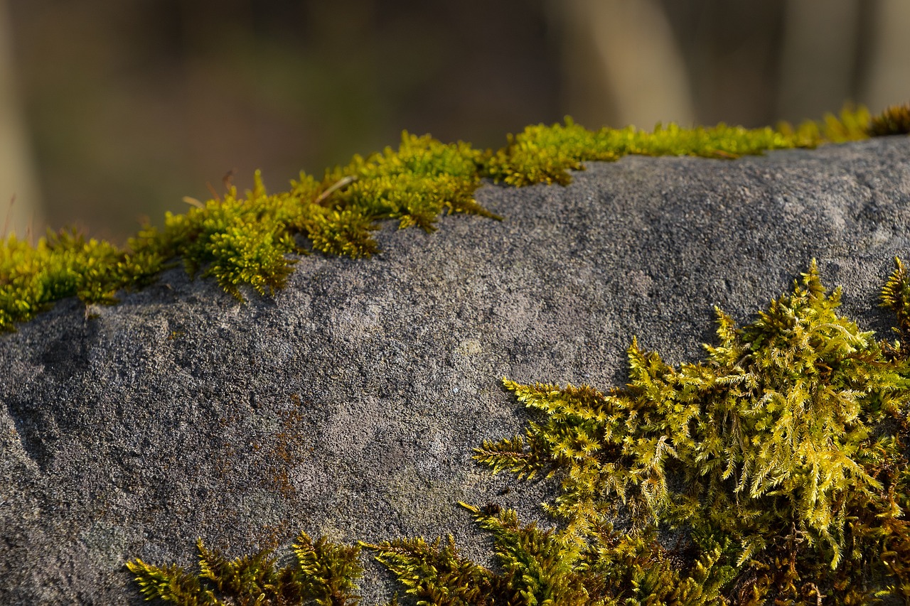 水杉最新版,探索與應(yīng)用前景