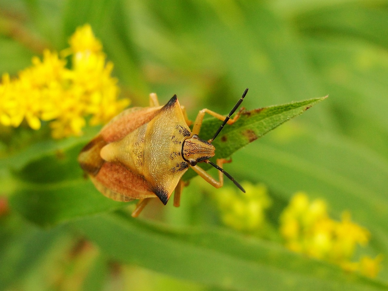 2024香港今期開獎號碼,社會責(zé)任法正式施行_桌面型GG936.2269