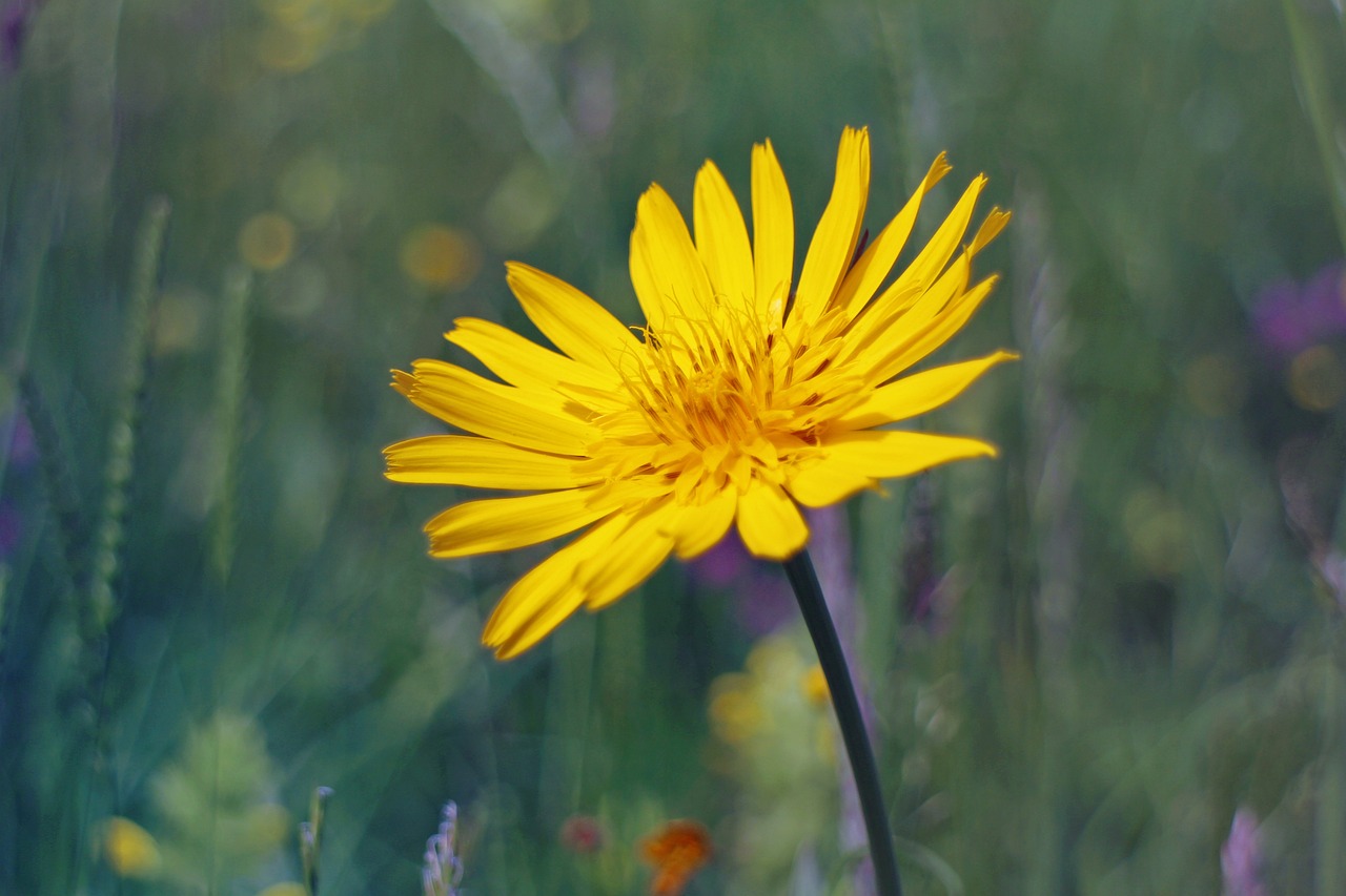 鑫科材料重組最新進(jìn)展深度解析，最新動(dòng)態(tài)與解析