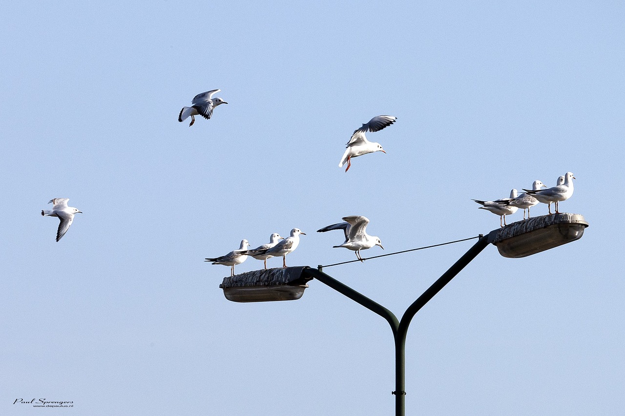 秋鳥遷徙,自然的樂章與魅力展現