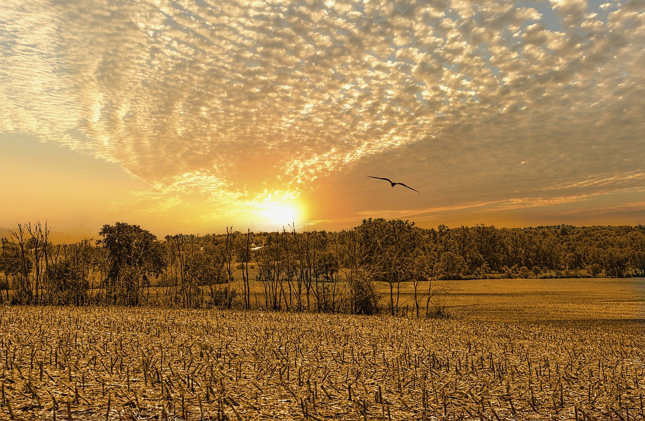最新插花圖片,藝術魅力與靈感啟示的啟示