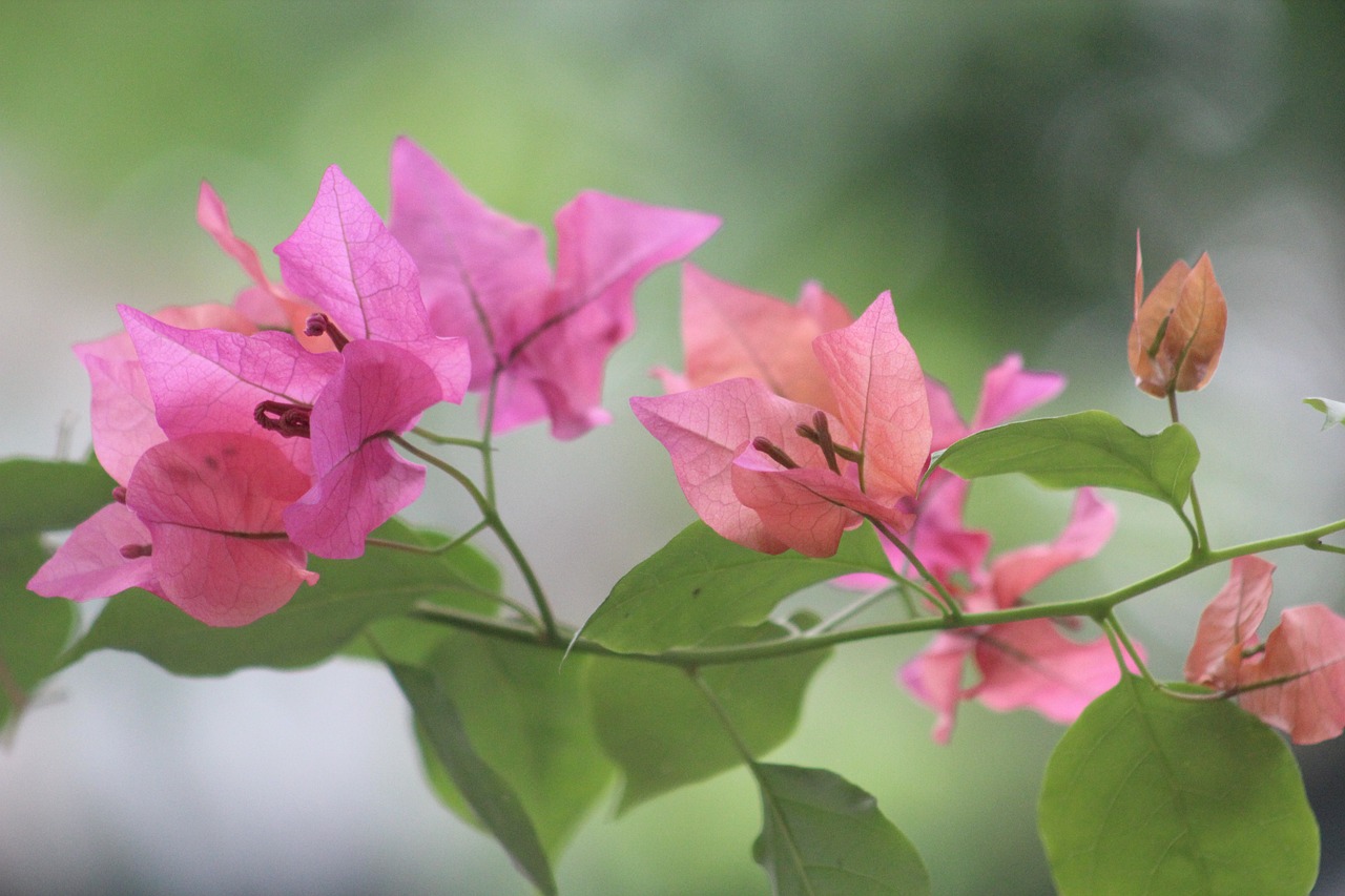 麥蘋果最新動態(tài)引領(lǐng)科技潮流，創(chuàng)新未來