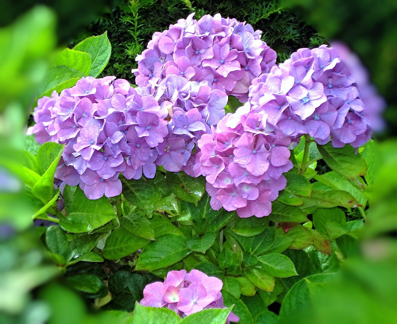 草莓最新栽培技術與種植指南,草莓種植新技巧揭秘