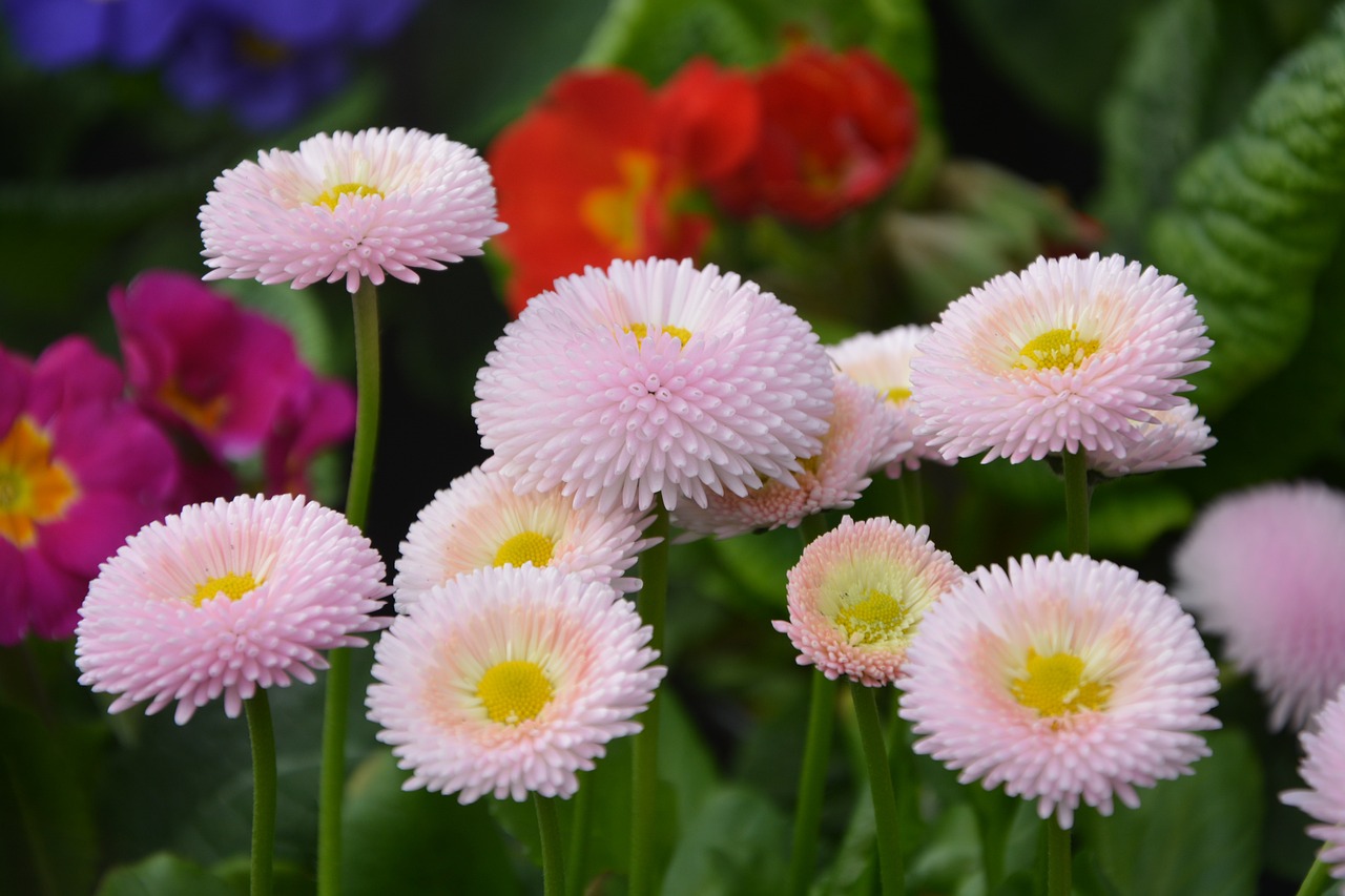 星花秀最新,璀璨舞臺(tái)開(kāi)啟新篇章