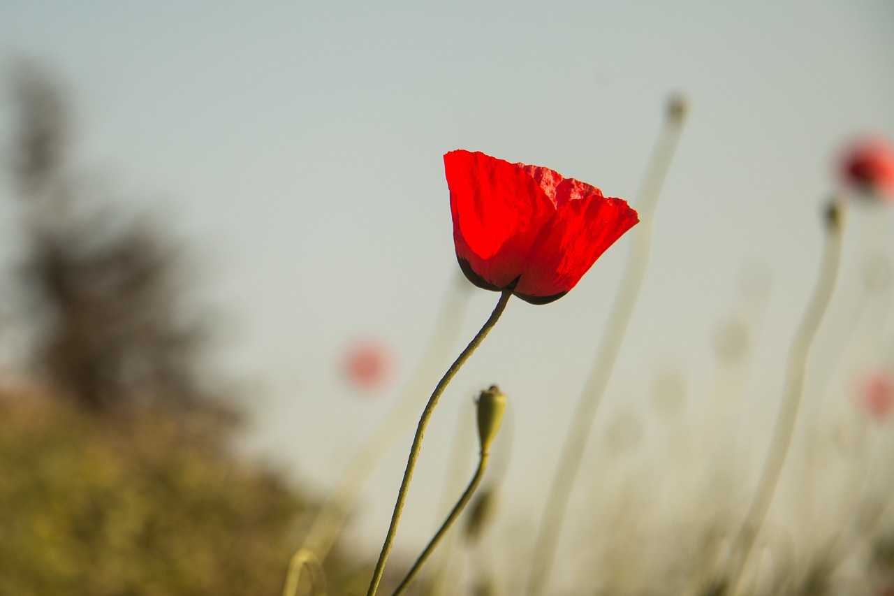 河北保定最新感染疫情,挑戰、應對策略及最新動態更新