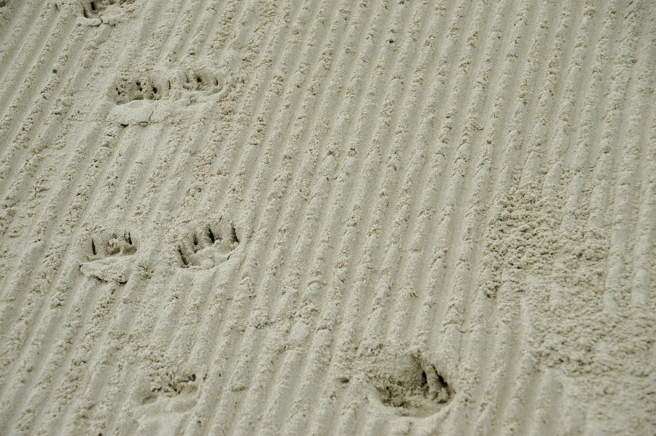 幻影紋最新版,探索神秘紋路的全新魅力