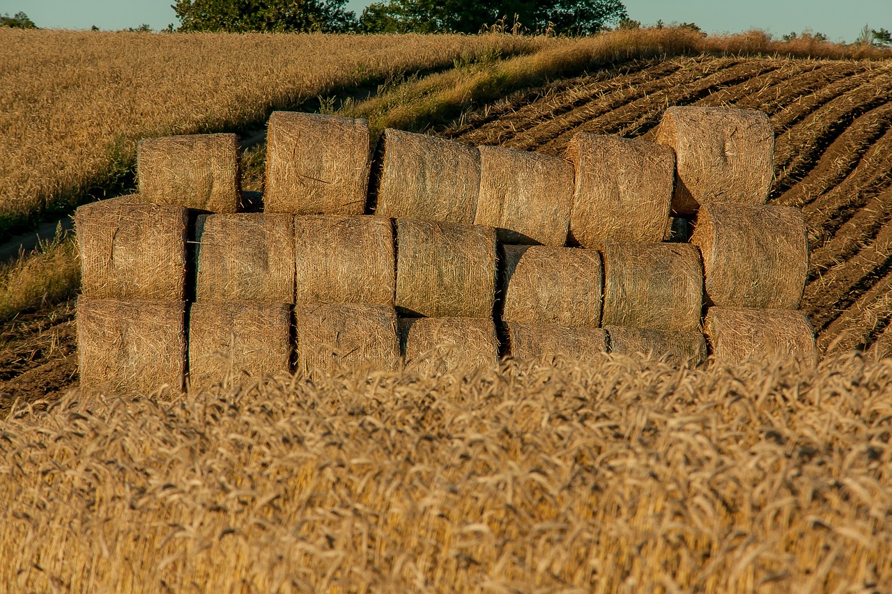 小麥玉米最新價格信息及其影響因素深度解析
