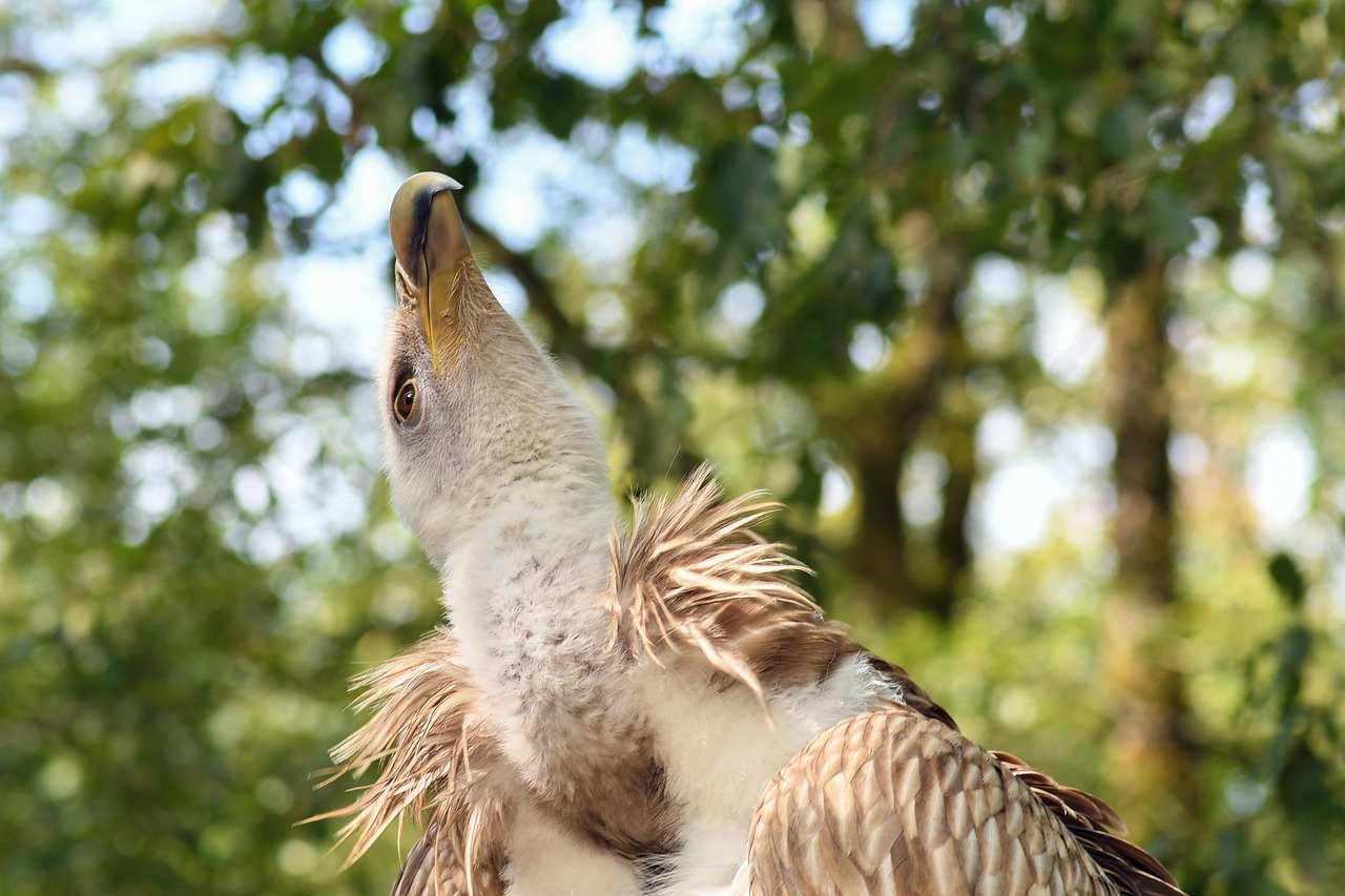 陜西鳳翔最新房價動態與市場趨勢深度解析