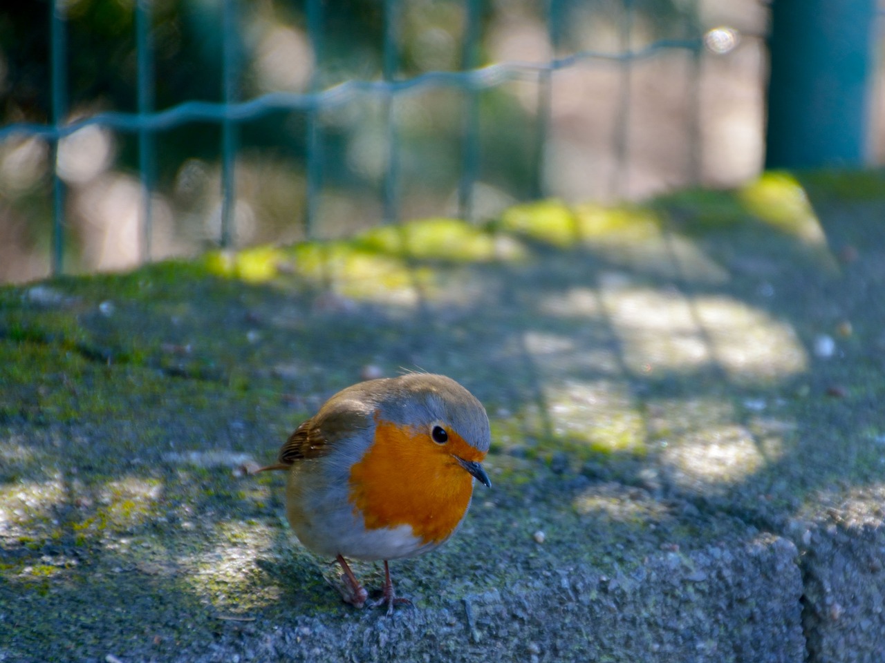 自然界的奇妙世界,最新飛禽走獸的探秘之旅