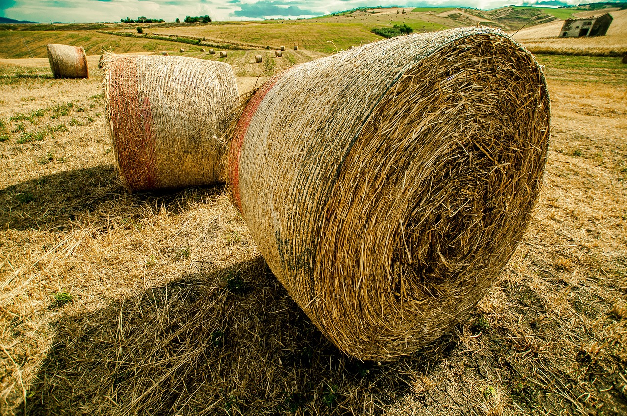 WRV最新動態,引領未來變革與突破