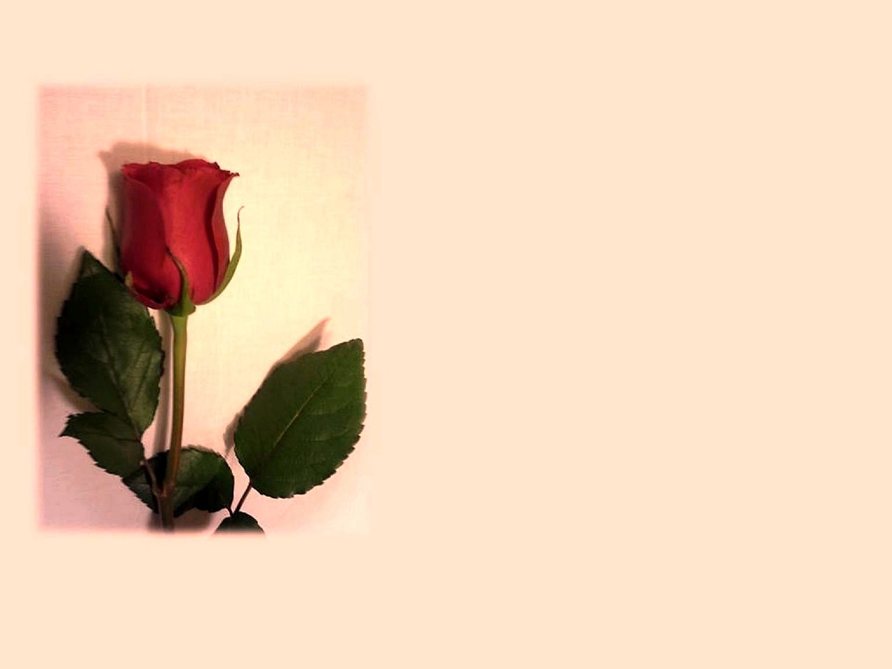 尼卡忽而至夏最新——夏日奇遇的驚喜降臨