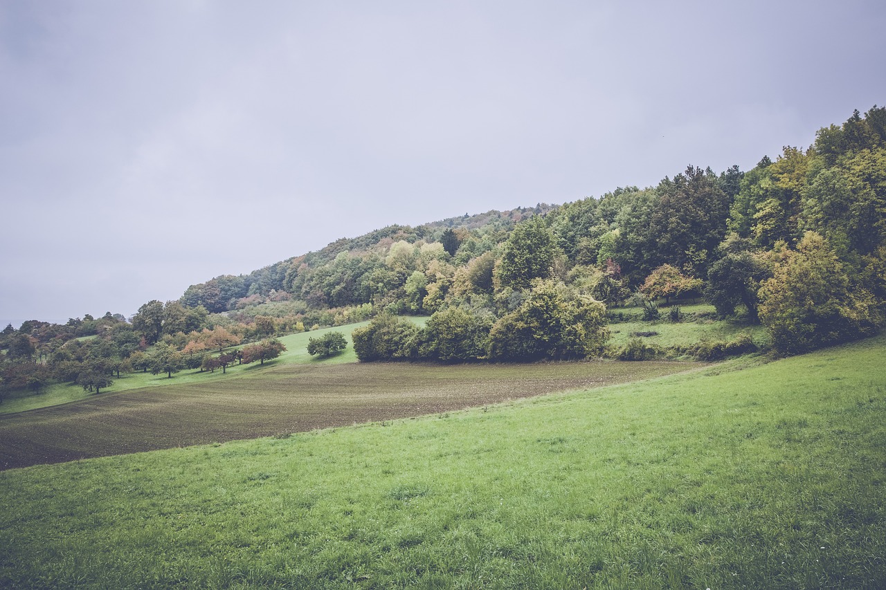 中南郵票最新動態,市場趨勢、熱門收藏品及未來展望