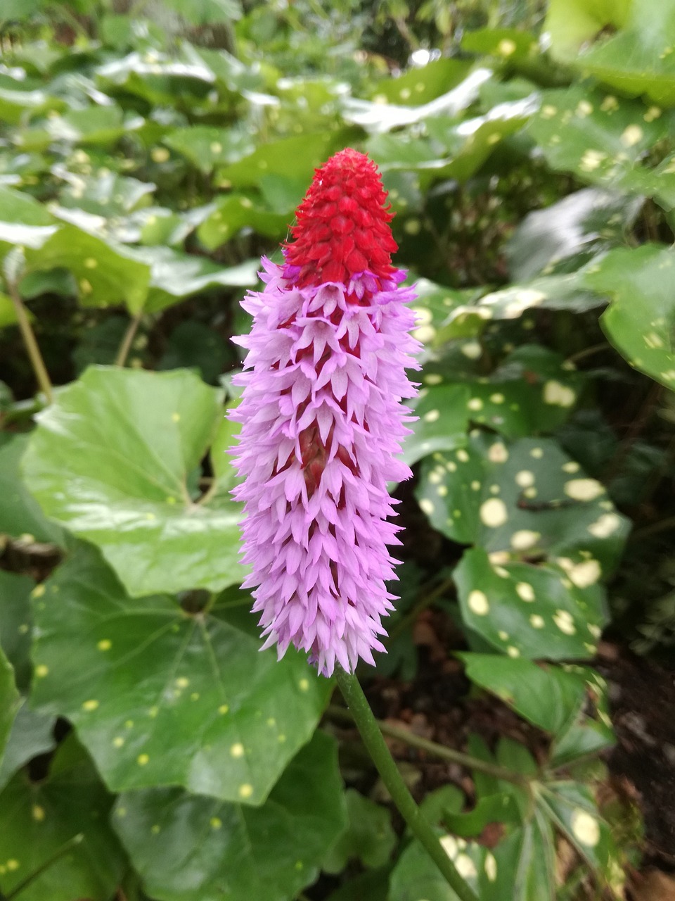 肥西春景花園最新房價(jià)概覽與動(dòng)態(tài)分析