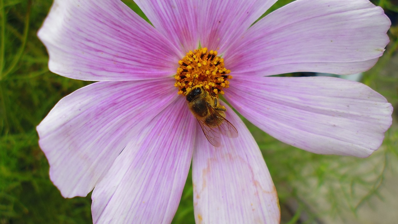 雄安新區最新規劃消息,未來藍圖與發展動態揭秘