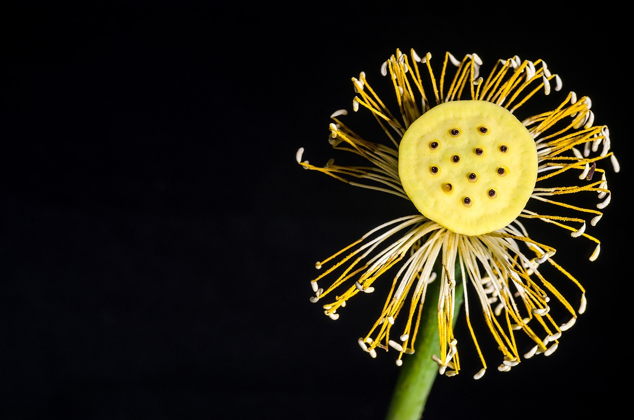 墨荷名邸最新動態揭秘,未來精彩篇章揭曉