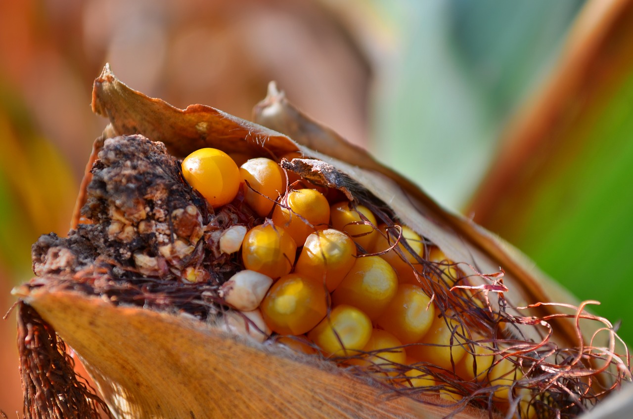 北京首農集團最新動態全面解讀