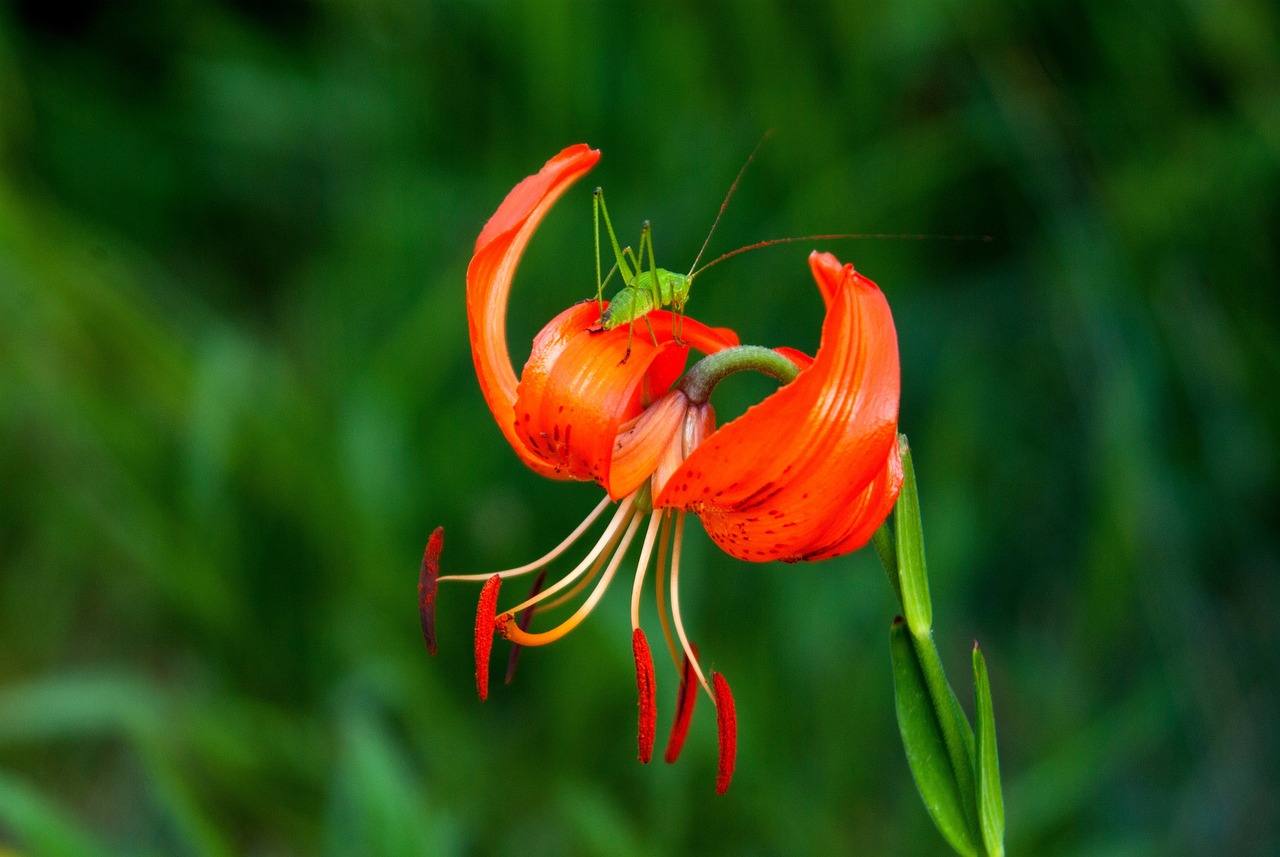 恒天海龍股票最新消息深度解析與動態關注