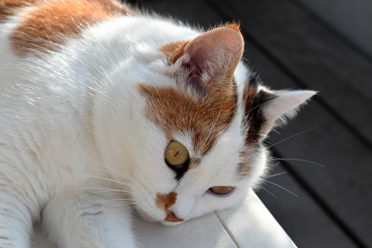 北五村改造最新動態,重塑社區,打造宜居環境