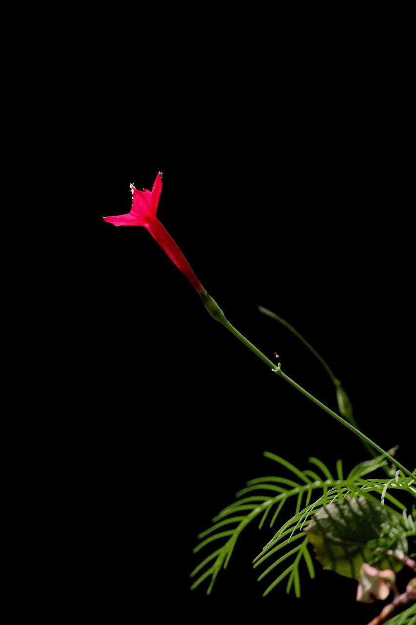 和邦生物股票最新消息全面解析與動態(tài)更新