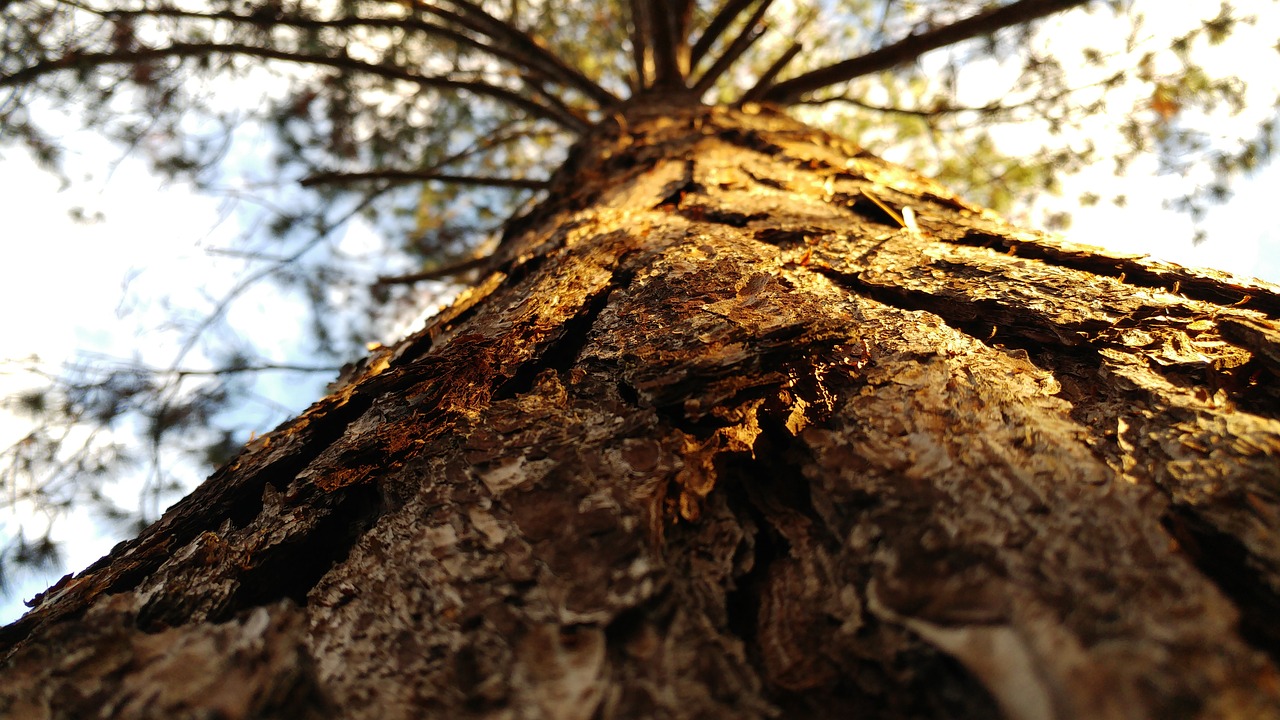 老民師最新動態與消息更新