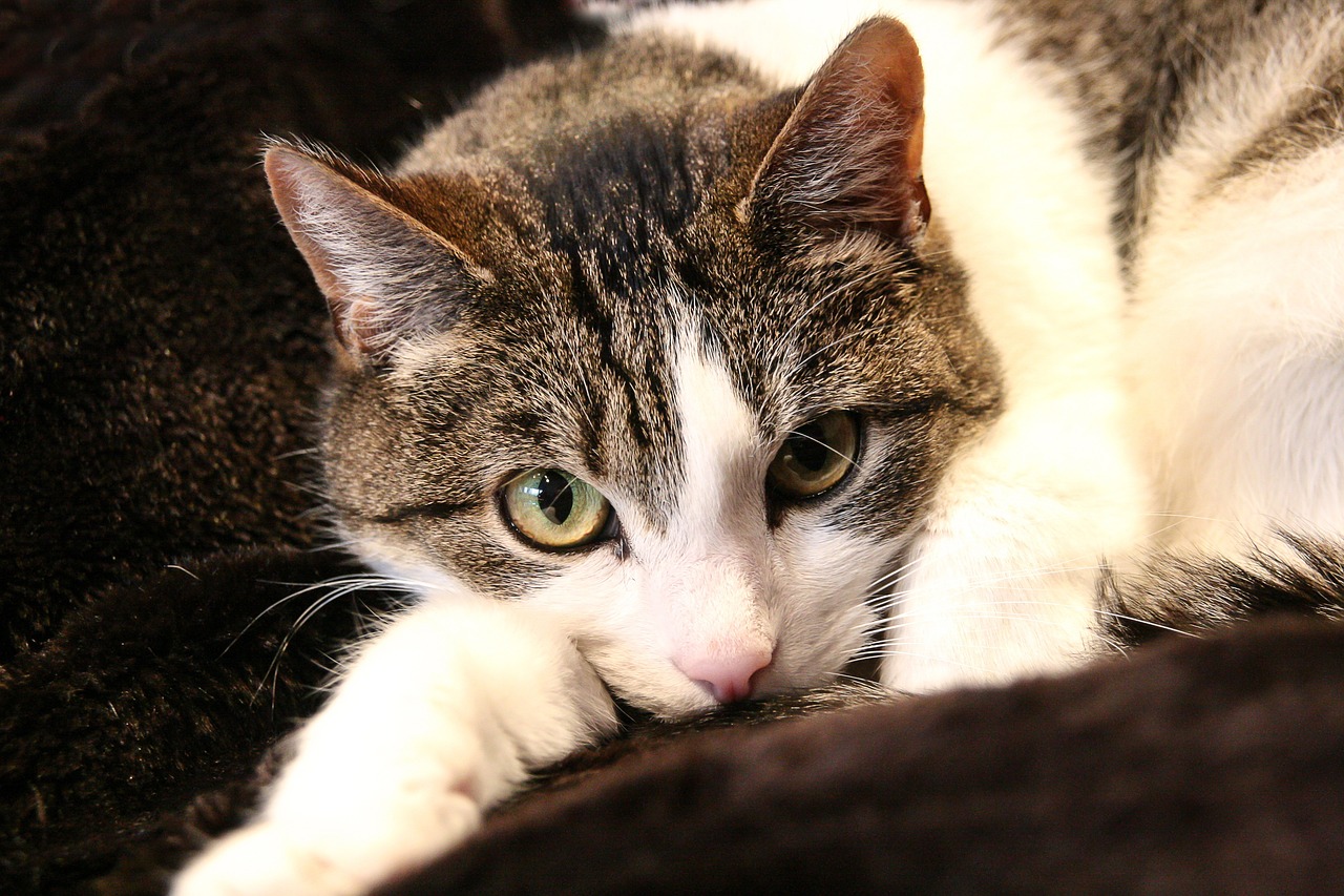 銘普光磁股票最新消息深度解析與動態關注