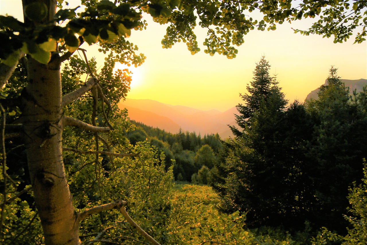陳思成最新動態,多元領域的才華橫溢之旅探索