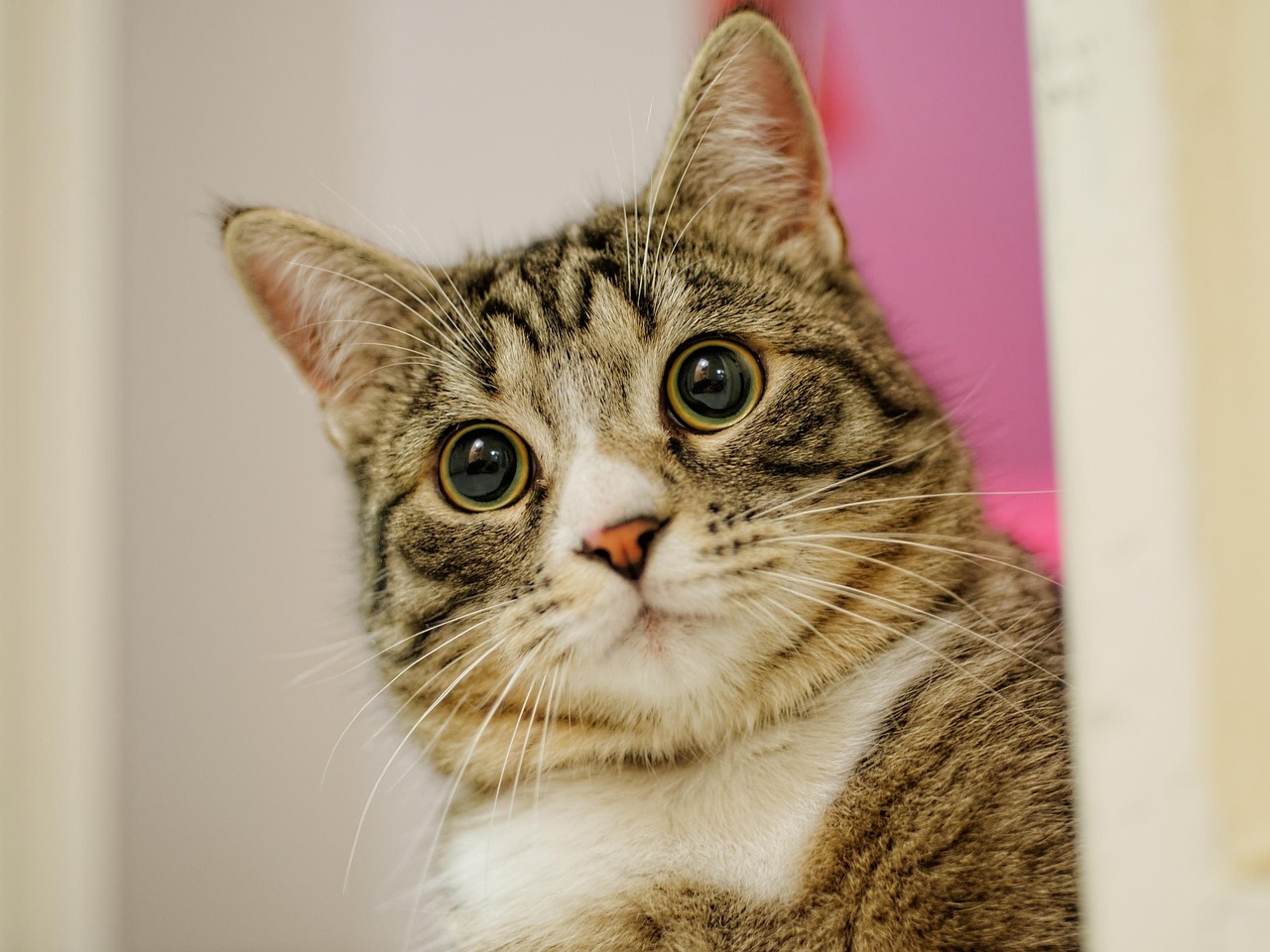 小程序最新動態,數字化時代的創新先鋒