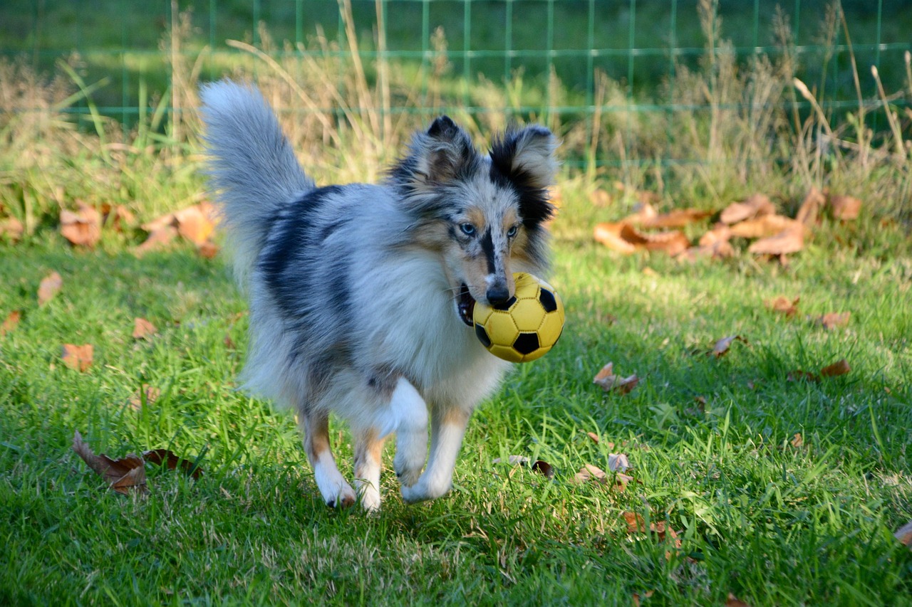 問道最新寵物探索,游戲中的全新伙伴登場!